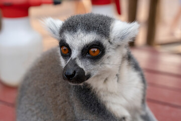 Portrait of a beautiful ring-tailed lemur © Marcin Jezierski