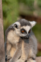 Portrait of a beautiful ring-tailed lemur