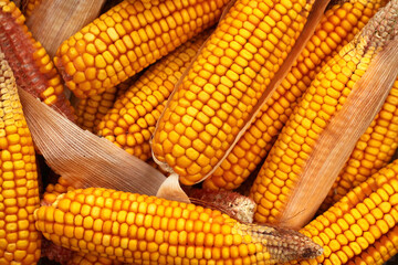 Freshly peeled yellow corn cobs