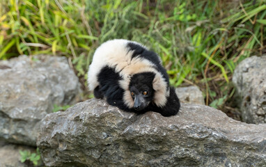 Beautiful ruffed lemur sleeping © Marcin Jezierski