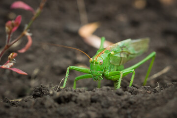 Green bush-cricket (female) laying eggs (lat. Tettigonia viridissima)
