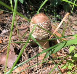 one beautiful brown mushroom in the forest