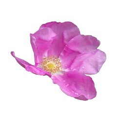 Isolated Rosehip flower with raindrops on a white background