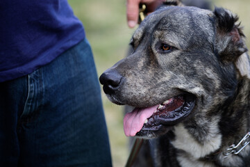 A beautiful dog near the owner. Guard dog. Animal.