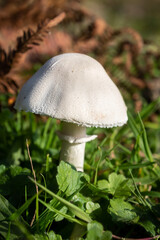 In early autumn mushrooms grow in the meadows. They are small, but stand out on the grass.