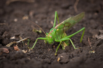 Green bush-cricket (female) laying eggs (lat. Tettigonia viridissima)
