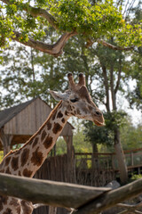 Portrait of a beautiful giraffe on sunny day