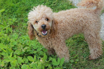 poodle puppy in grass