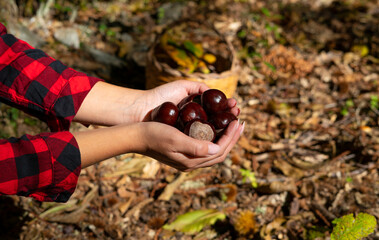 woman holding chestnuts for horses and a basket of chestnuts in the woods, Sardinian chestnuts, matte chestnuts, aritzo