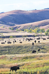 Fototapeta na wymiar Herd of Buffalos