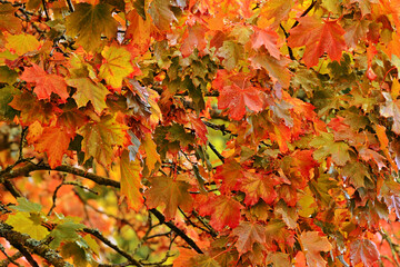 Wet maple leaves on the tree on a rainy autumn day.