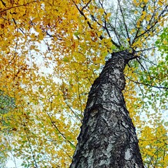 tree in autumn