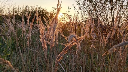 grass and reeds