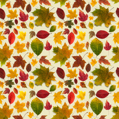Pattern of colored autumn leaves of different types on a beige background. Seamless background