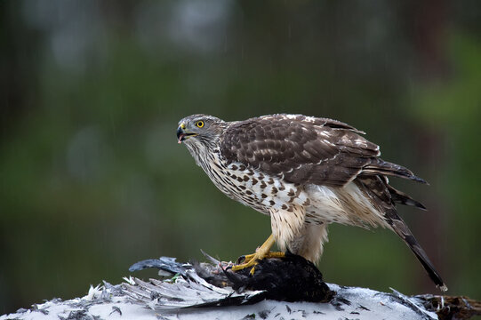 Goshawk