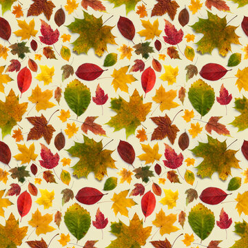 Pattern of colored autumn leaves of different types on a beige background. Seamless background