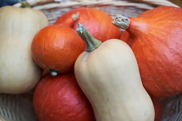 freshly harvested pile of red kuri squashes and butternut squashes on a rustic wooden table