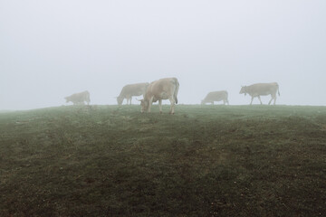 cows graze in the meadow in the fog