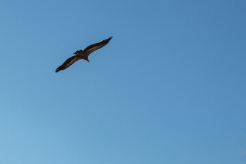 Fototapeta na wymiar flight of a vulture with its wings spread out in the blue sky