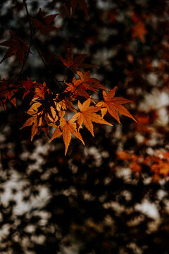 Red mapple