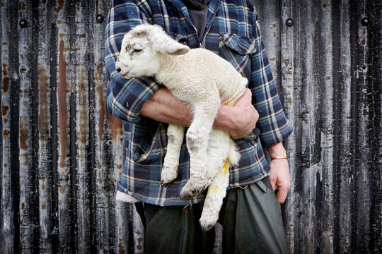 Five day old lamb