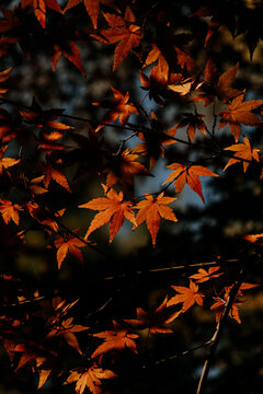 Red mapple
