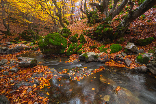 Autumn Forest - Powered by Adobe