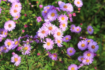 autumn purple bushy Aster flowers