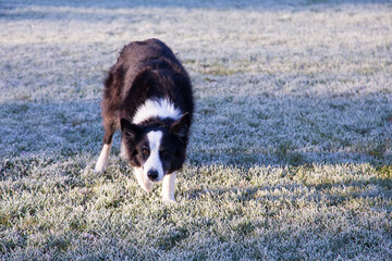 
Handsome unleashed border collie dog standing in frosted grass staring with intent expression, Levis, Quebec, Canada