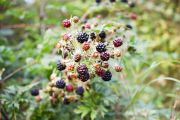 Brambles fruits. Autumn fruits in a garden. Photo of brambles. Blackberry fruits in nature