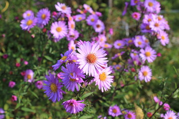 autumn purple bushy Aster flowers