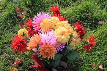 
Red pink and yellow Dahlia flowers