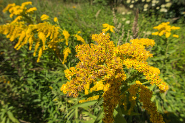 yellow-blooming goldenrod, also known as mimosa,