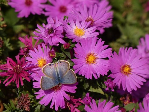 Forget-me-not (Catochrysops strabo) - blue butterfly on pink aster flowers (Symphyotrichum versicolor), China