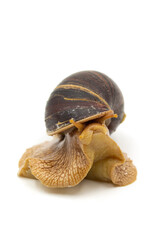 Isolated close-up photos of the Achatina snail