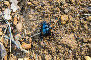 Forest beetle (Anoplotrupes stercorosus)