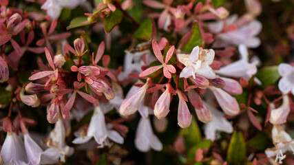 Abelia grandiflora with pink tinged, white flowers