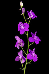 Violet flower of wild delphinium, larkspur flower, isolated on black background