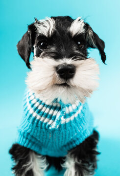 Schnauzer puppy on blue .