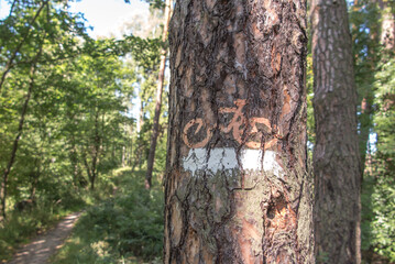 marking of the forest bicycle trail