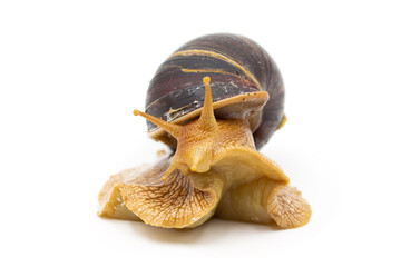 Isolated close-up photos of the Achatina snail