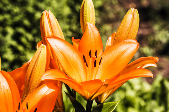 Beautiful lily flower in bloom close up in orange and green