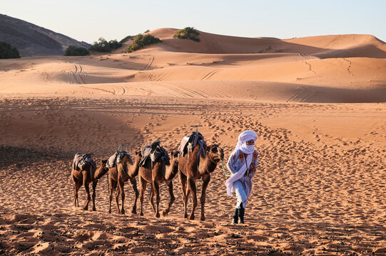 Berber guide walking dromedaries desert