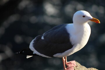 Fototapeta premium Seagull 