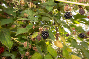 Fototapeta premium wild blackberry fruits forming thickets