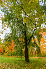 Walking in the Moulins Park