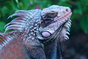 Red Iguana