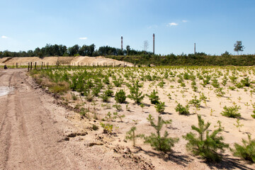 afforestation of the former sand mine