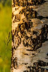 birch trunk in the early warm morning