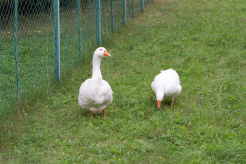 Two domestic geese are walking on the grass